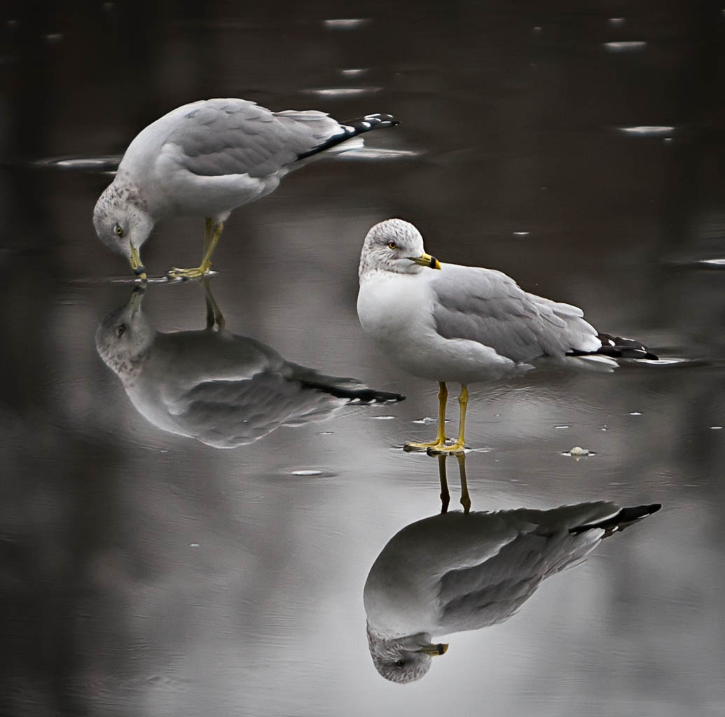 Seagulls Walking on Water